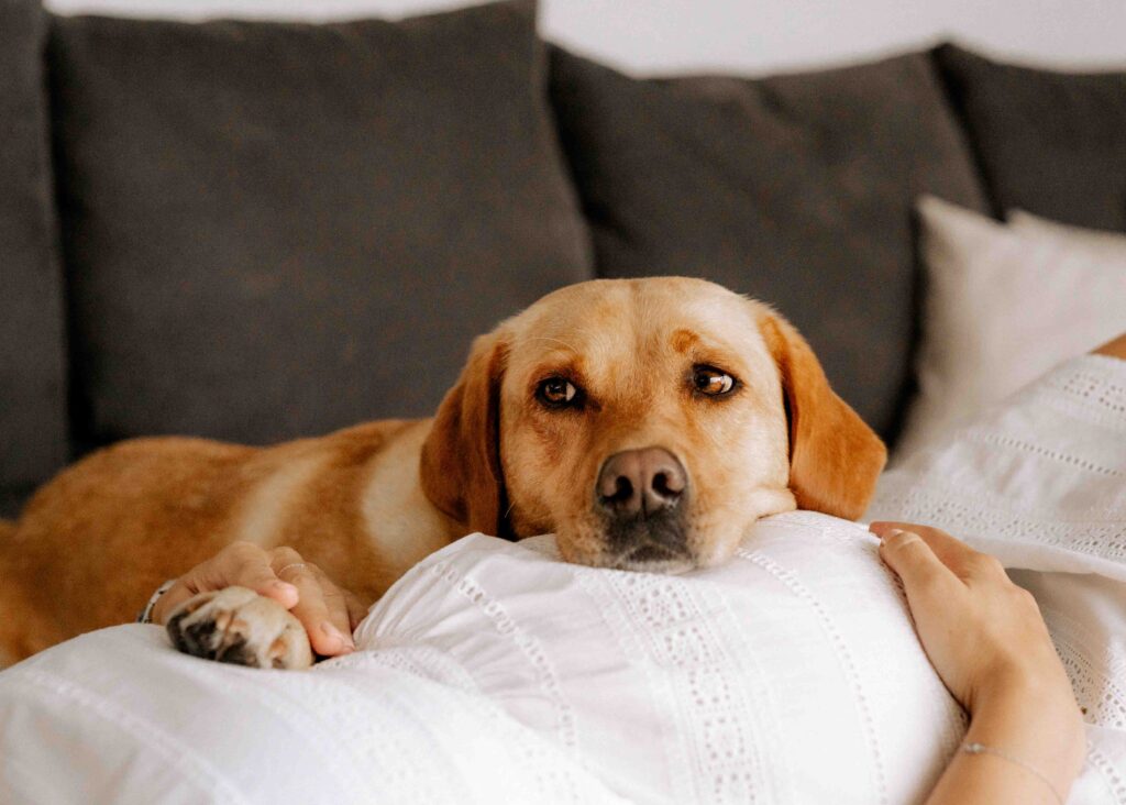 Labrador hat den Kopf auf Babybauch abgelegt.