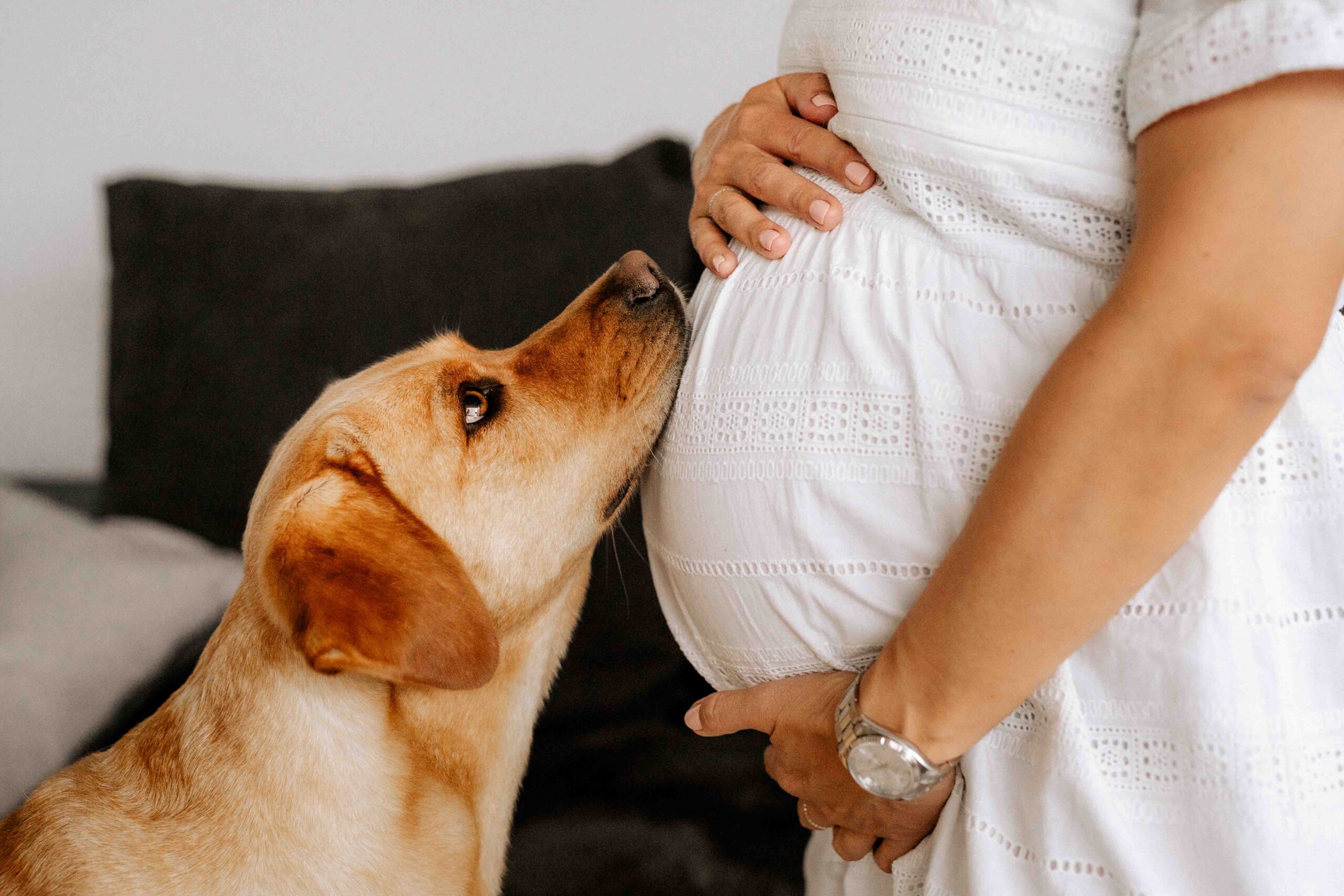 Babybauch Fotoshooting mit Hund