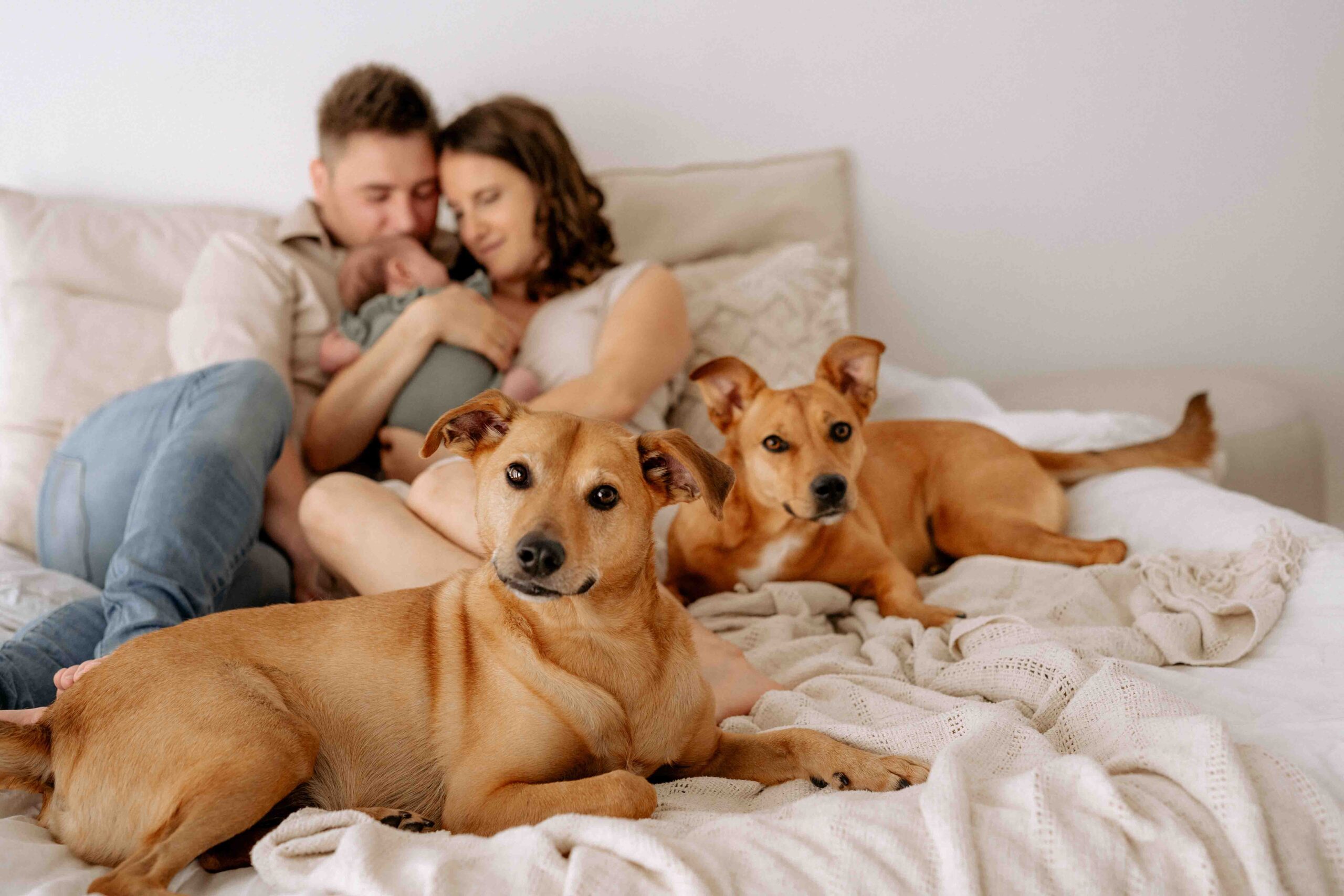 Eltern kuscheln mit Baby auch Bett. Davor liegen die beiden Hunde und schauen in die Kamera